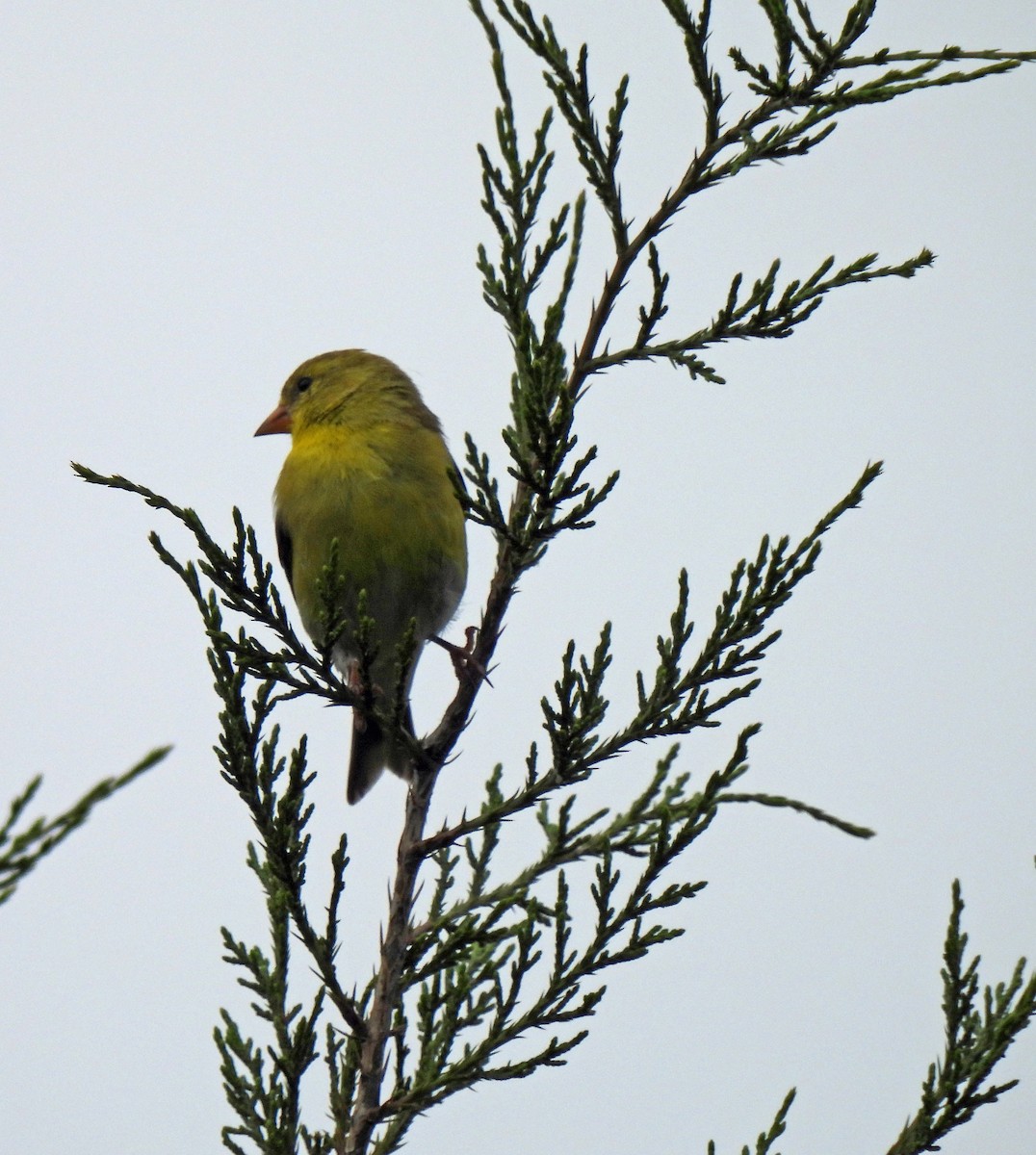 American Goldfinch - Nicole H