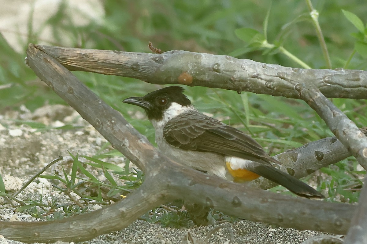 Sooty-headed Bulbul - Michael Wenke