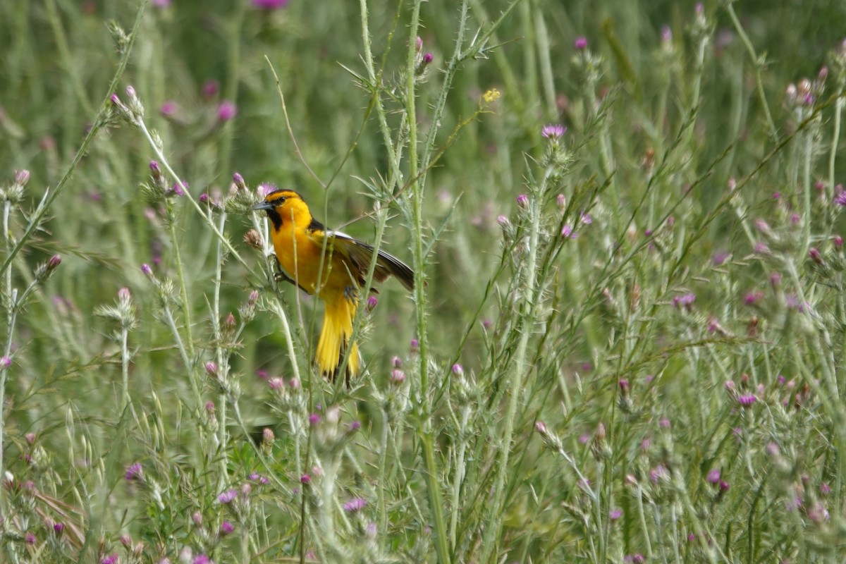 Bullock's Oriole - Erica Rutherford/ John Colbert