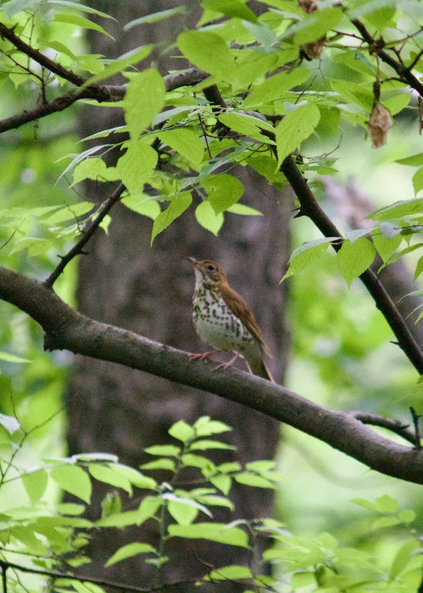 Wood Thrush - Sarah R