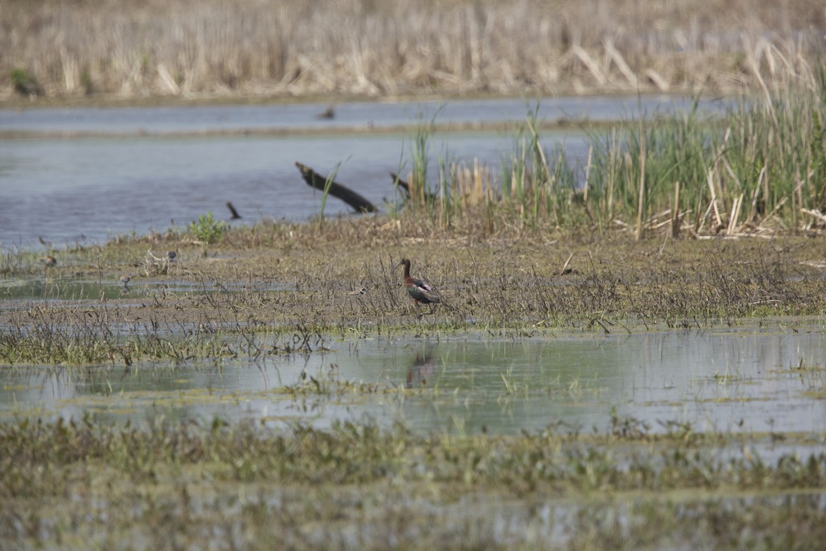 Glossy Ibis - ML619196498