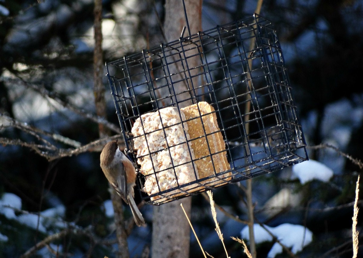 Boreal Chickadee - ML619196523