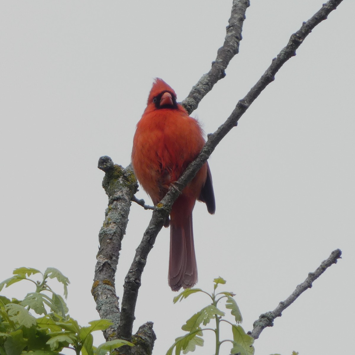 Northern Cardinal - Sarah Bowman