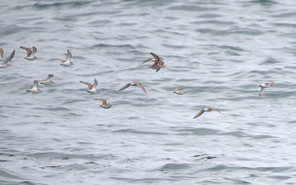 Western Sandpiper - ML619196542