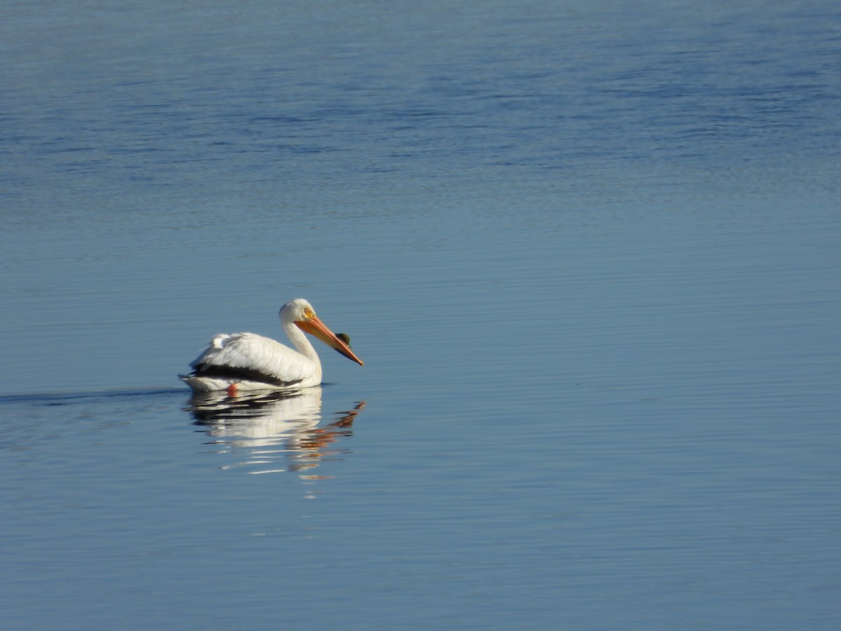 American White Pelican - Shawn McCormick