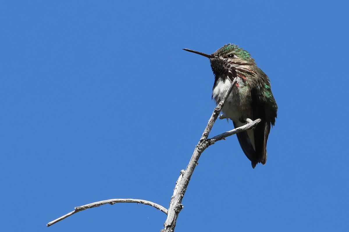 Calliope Hummingbird - Brendan B