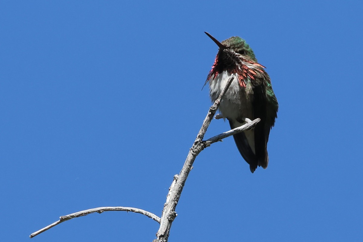 Calliope Hummingbird - Brendan B