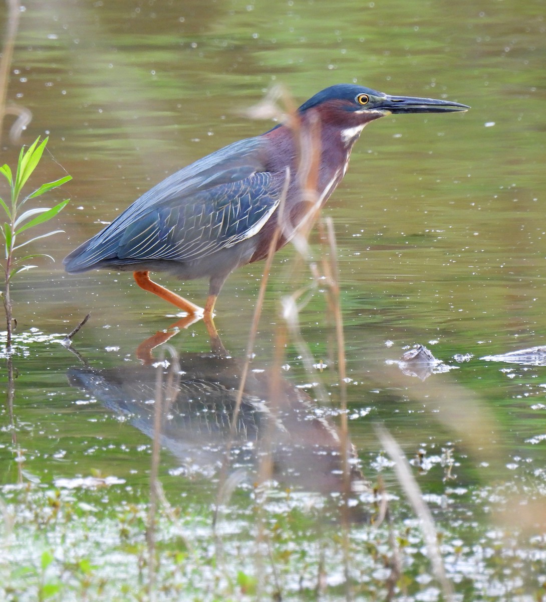 Green Heron - Nicole H