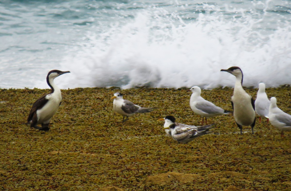 Cormoran de Tasmanie - ML619196586