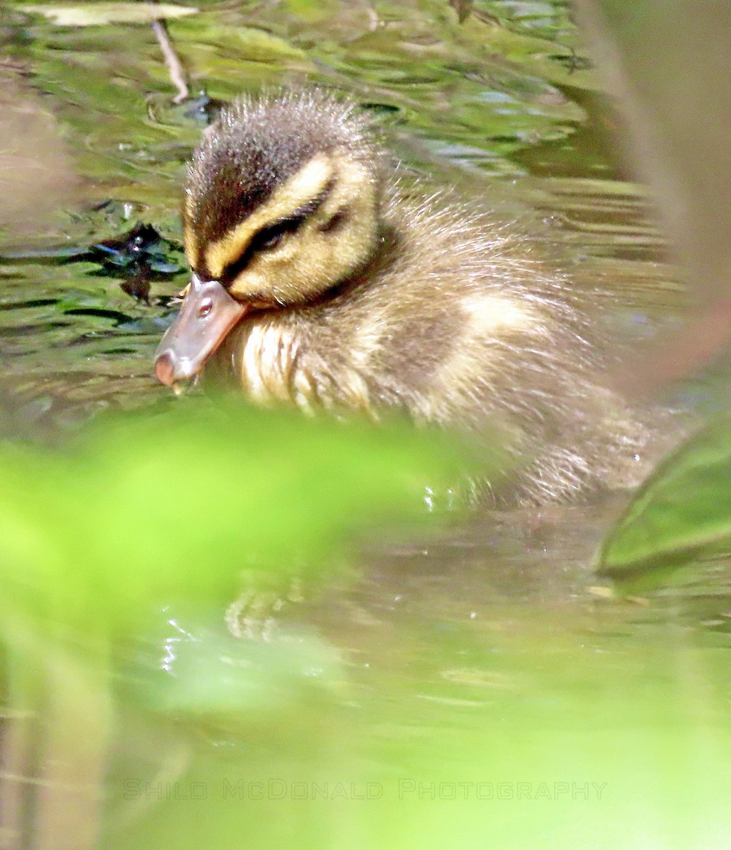 Mallard - Shilo McDonald