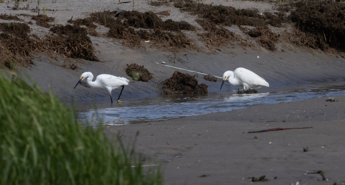 Snowy Egret - ML619196609