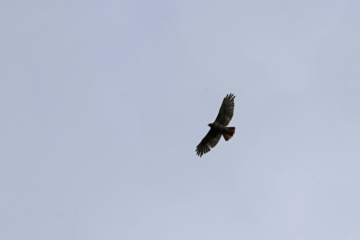 Red-tailed Hawk - Larry Therrien