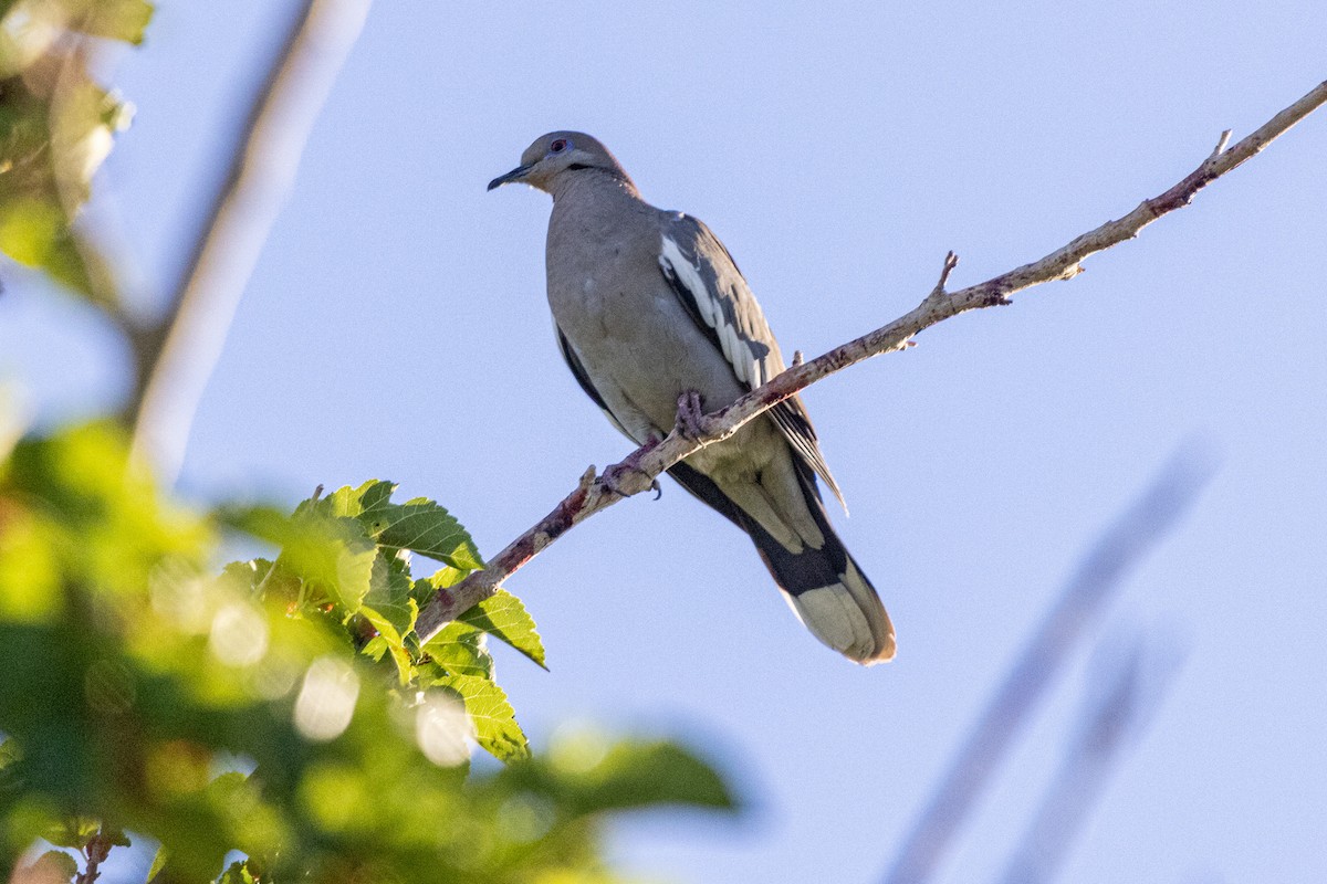 White-winged Dove - Shorty Veliz