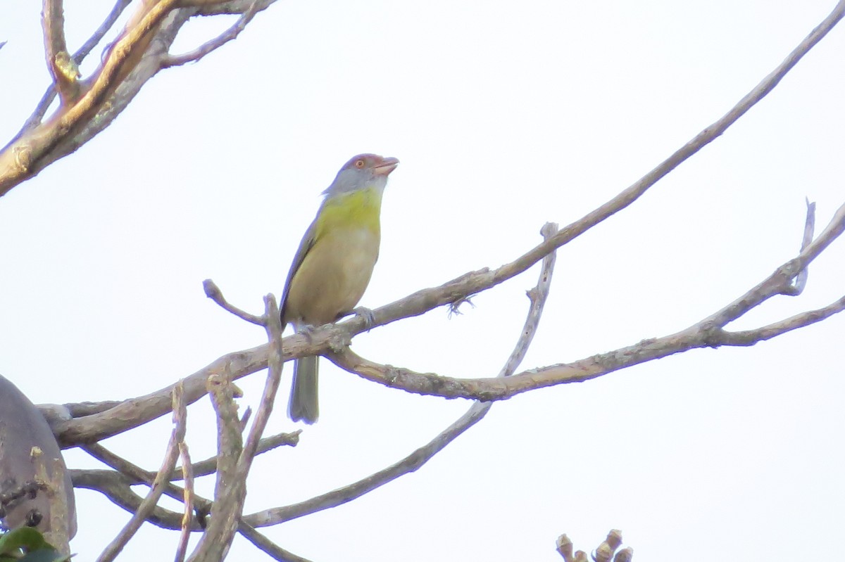 Краснобровый попугаевый виреон - ML619196677