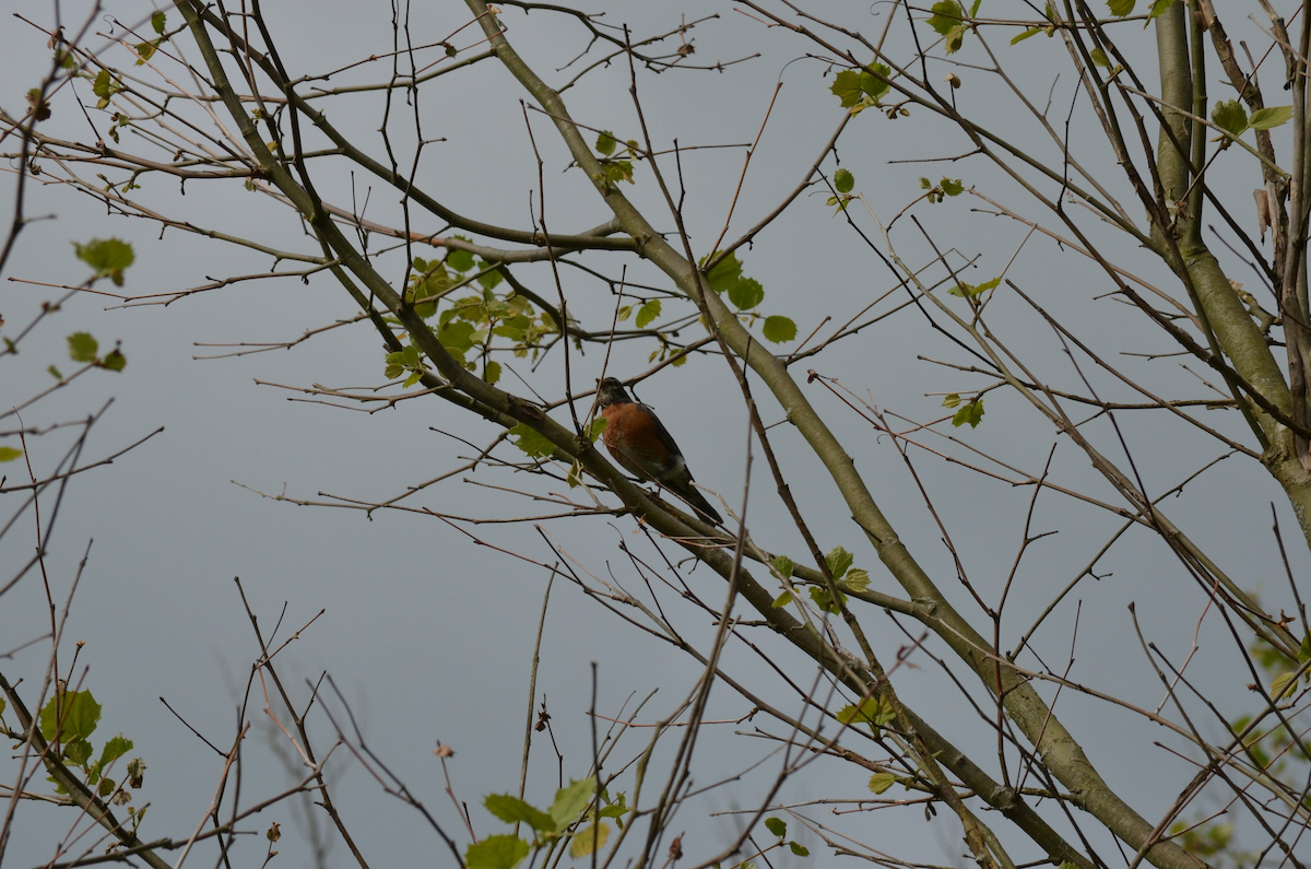 American Robin - Brian Gu