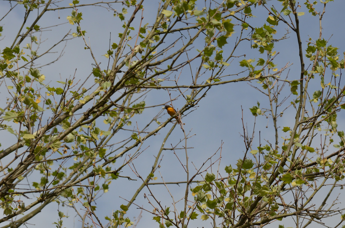 Baltimore Oriole - Brian Gu