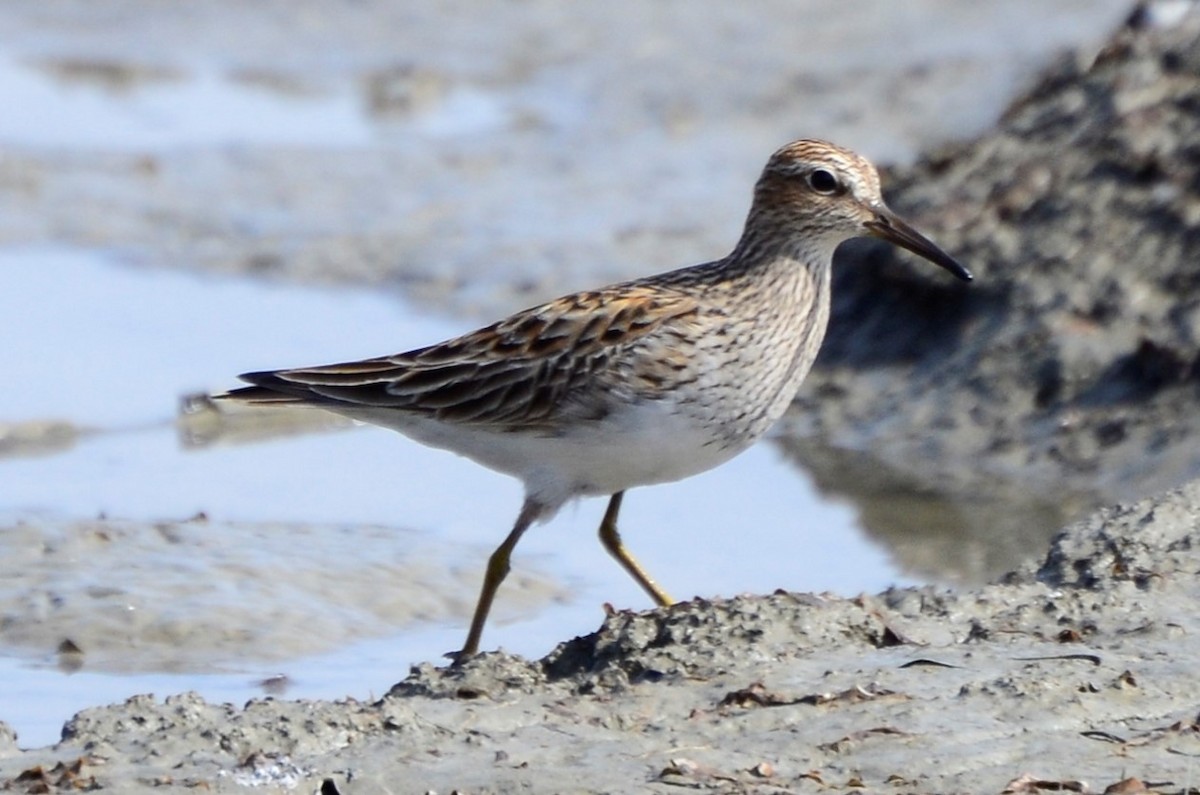 Pectoral Sandpiper - ML619196695