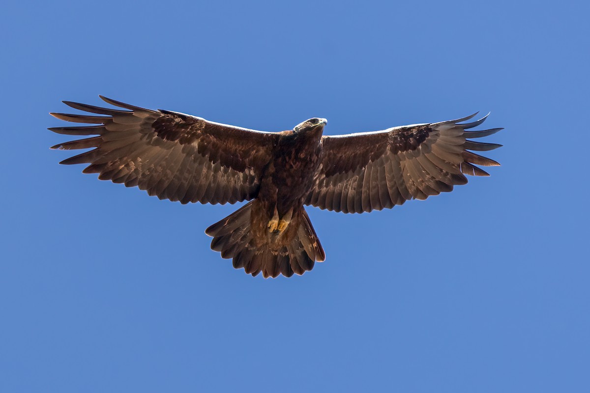 Golden Eagle - Mark Stephenson