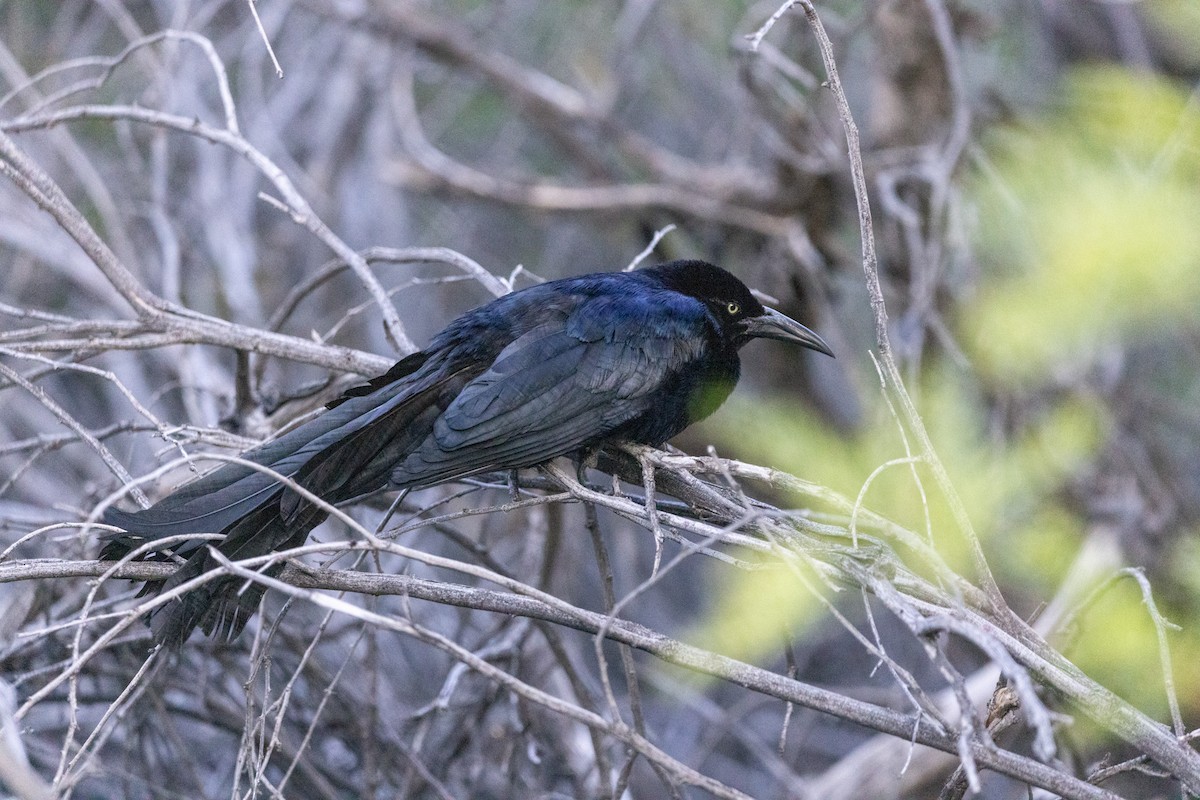 Great-tailed Grackle - Shorty Veliz