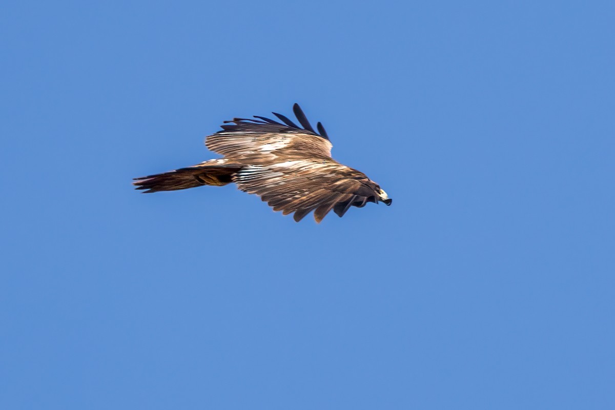 Golden Eagle - Mark Stephenson