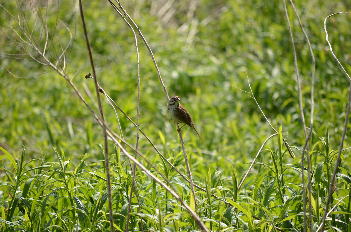 Song Sparrow - Brian Gu