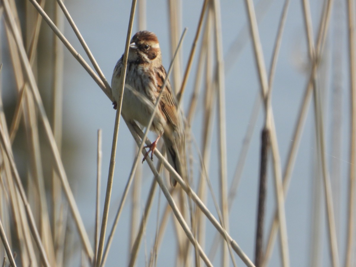 Reed Bunting - AC Verbeek