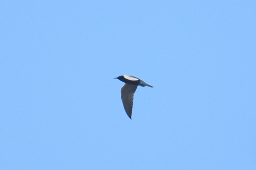 Black Tern - Claire H