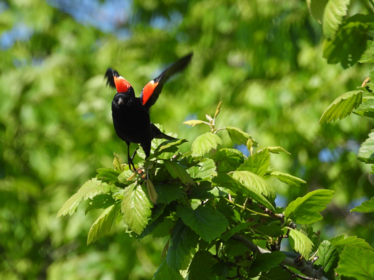 Red-winged Blackbird - Janet Pellegrini