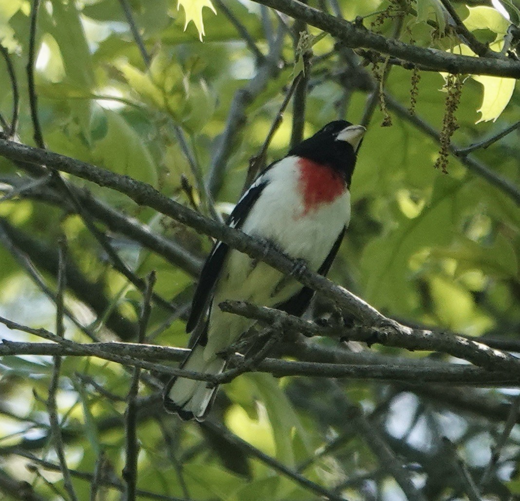 Rose-breasted Grosbeak - ML619196808