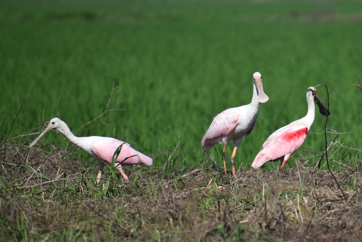 Roseate Spoonbill - Claire H