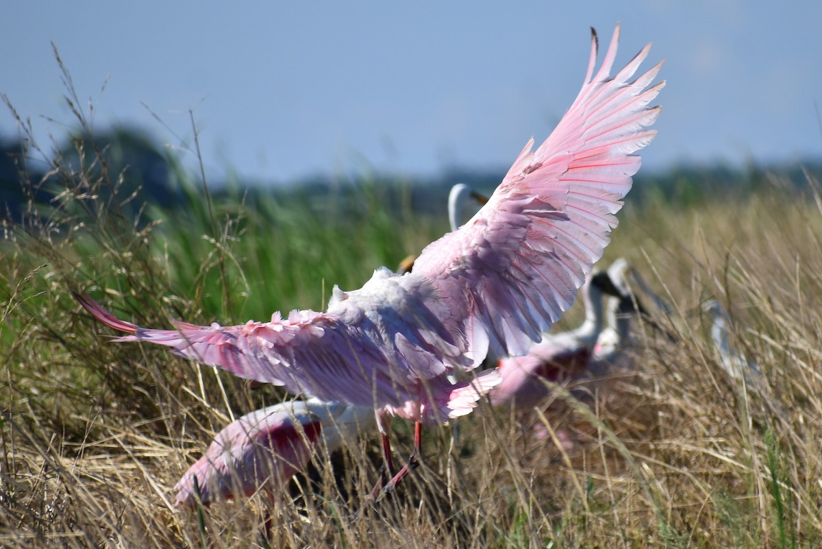 Roseate Spoonbill - Claire H
