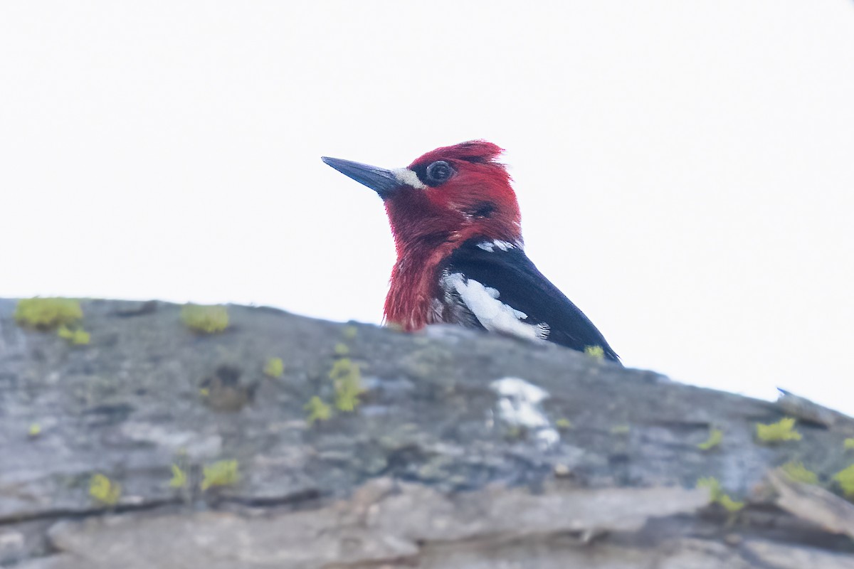 Red-breasted Sapsucker - Mark Stephenson