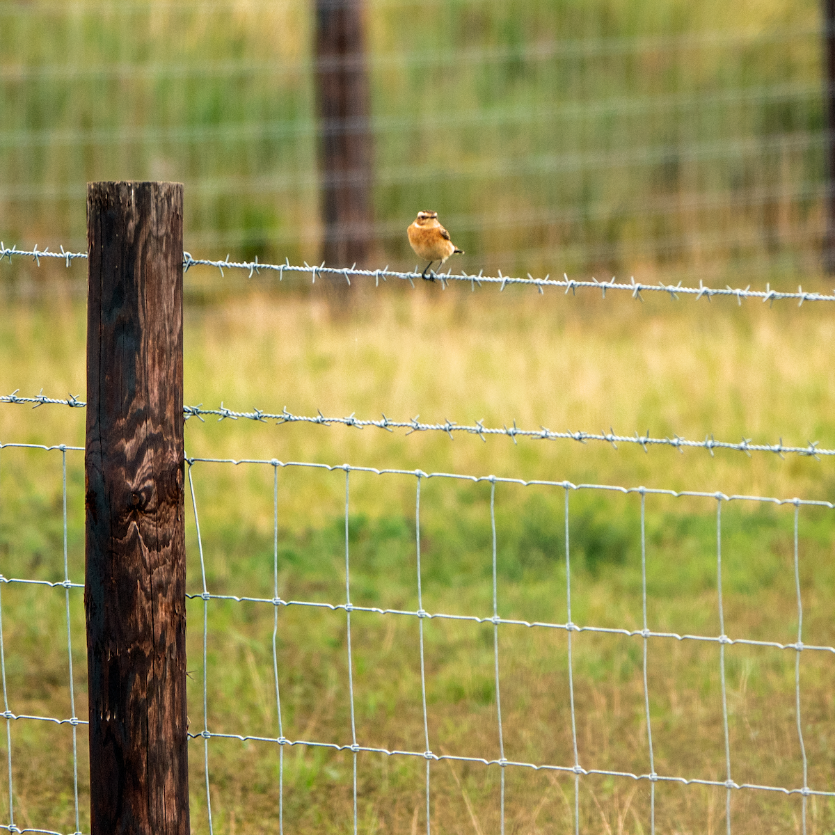 Whinchat - Gavin Stone