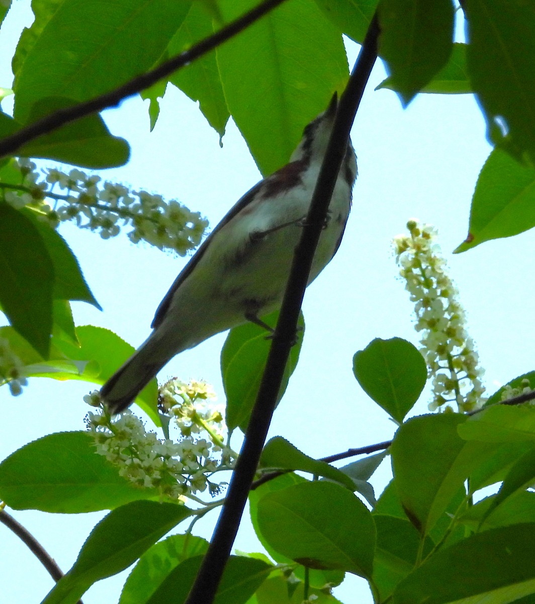 Chestnut-sided Warbler - Janet Pellegrini