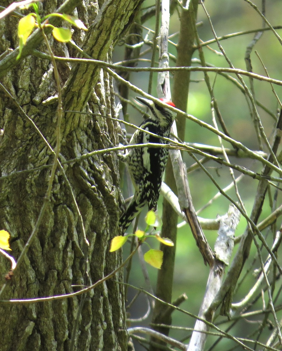 Yellow-bellied Sapsucker - "Chia" Cory Chiappone ⚡️