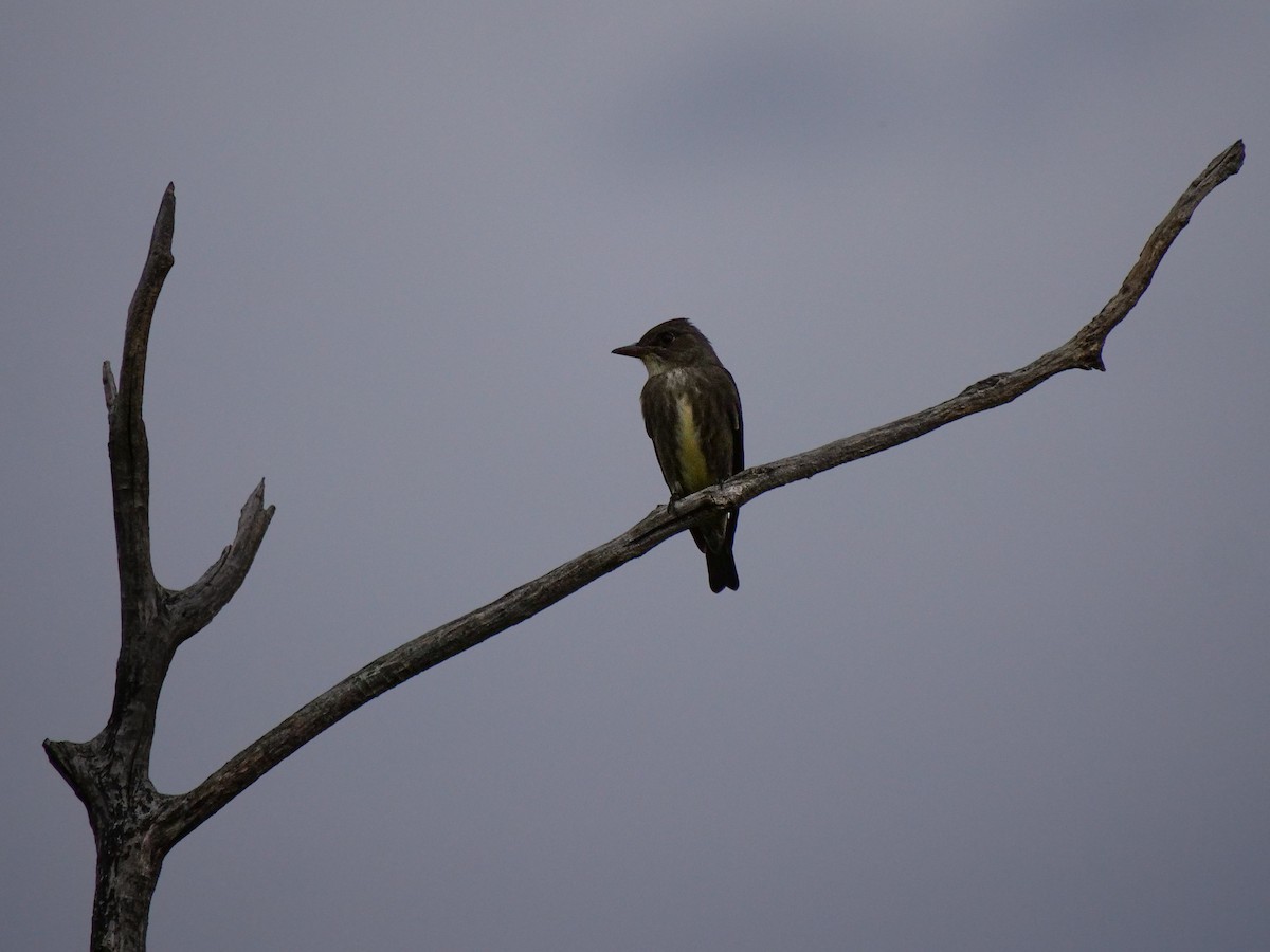 Olive-sided Flycatcher - Bob Izumi