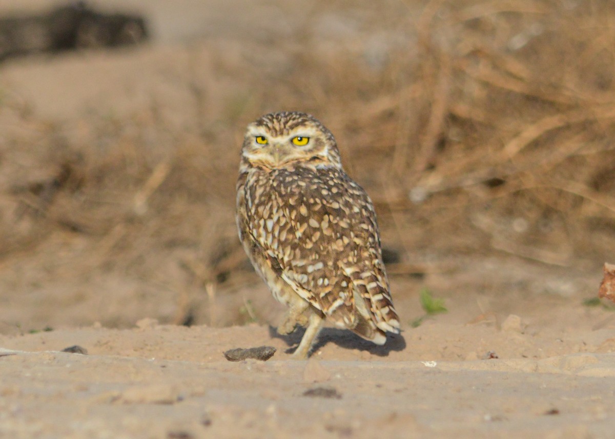 Burrowing Owl - Jose Navarro