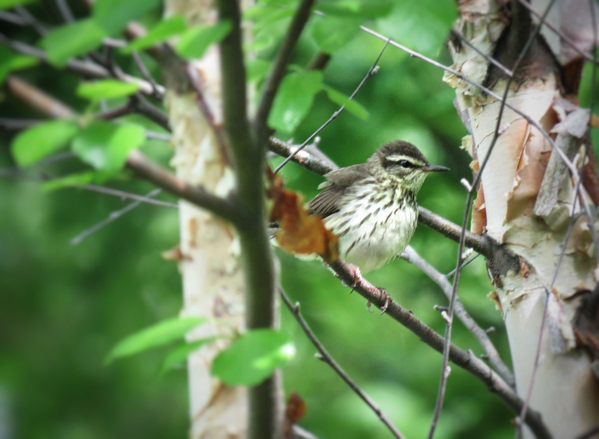 Northern Waterthrush - Maureen Burkle