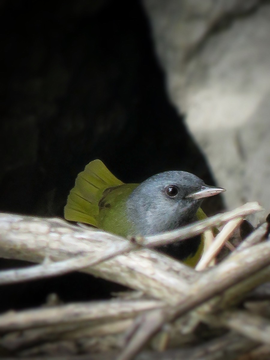 Mourning Warbler - ML619196856