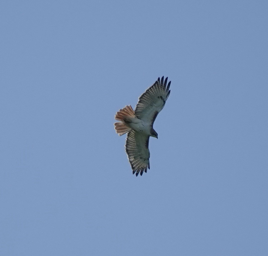 Red-tailed Hawk - ML619196860