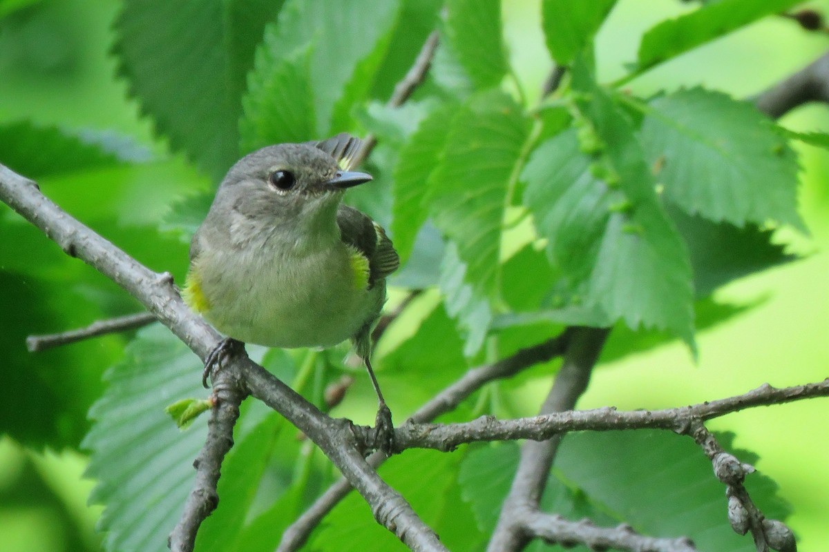 American Redstart - ML619196862