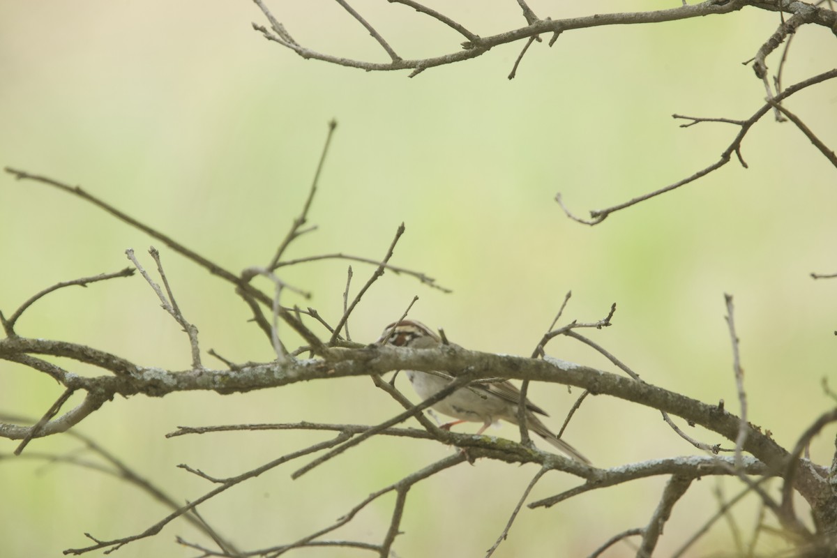 Lark Sparrow - Paul Miller