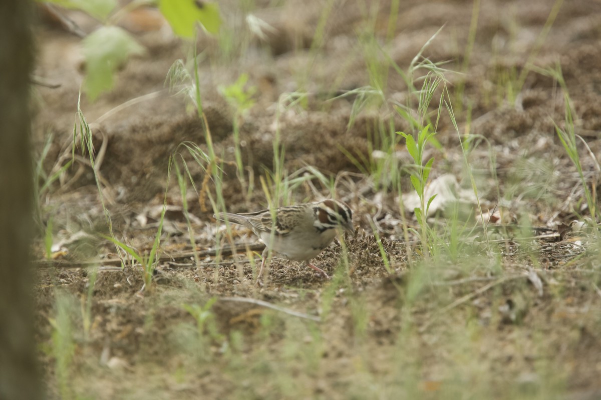 Lark Sparrow - Paul Miller