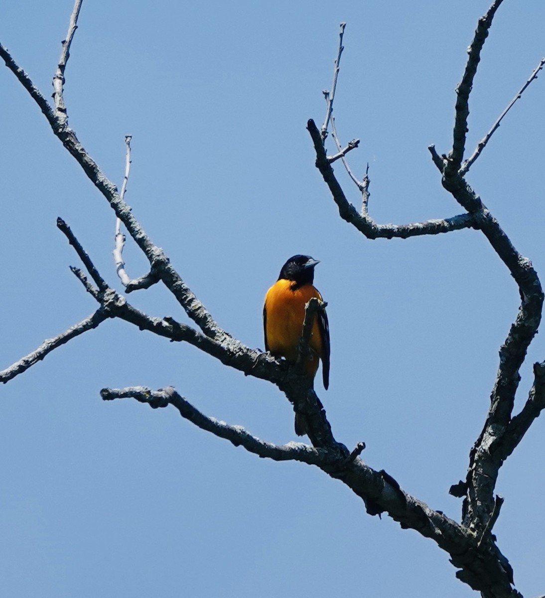 Baltimore Oriole - ML619196874