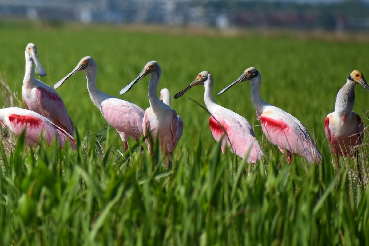 Roseate Spoonbill - Claire H