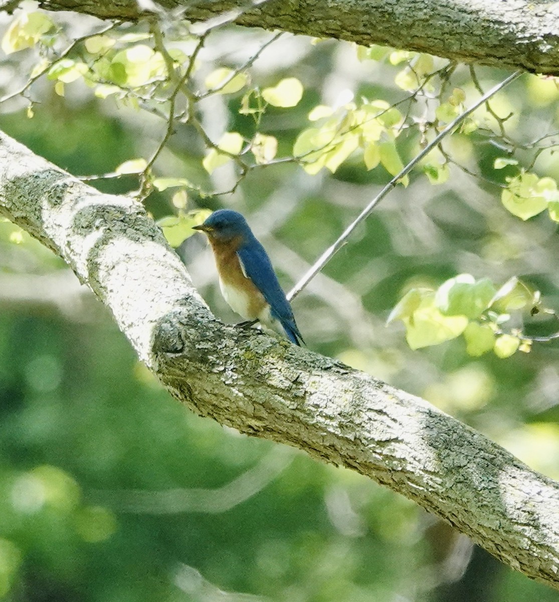 Eastern Bluebird - Patricia Cullen