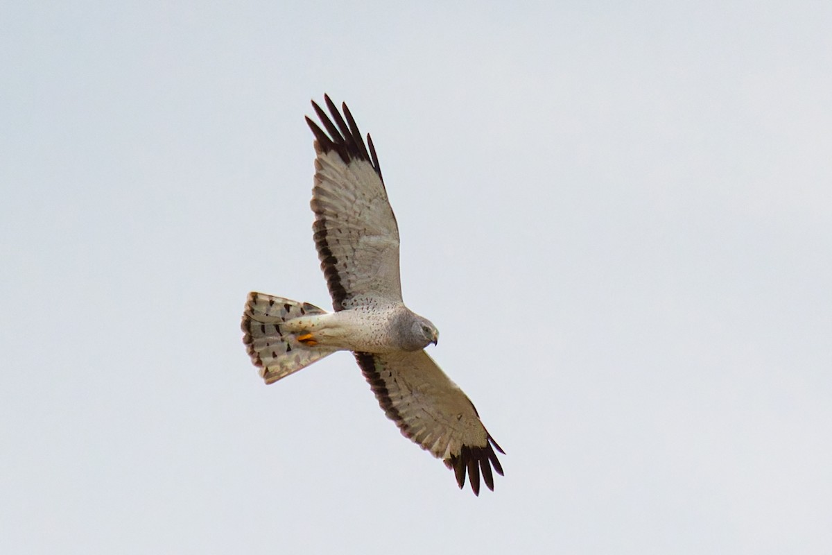 Northern Harrier - Steve Juhasz