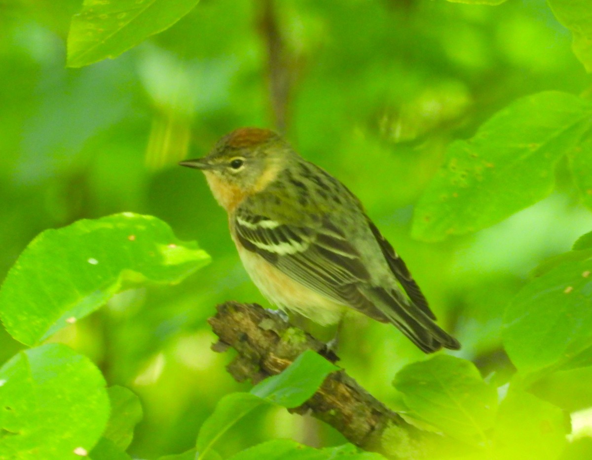 Bay-breasted Warbler - Janet Pellegrini