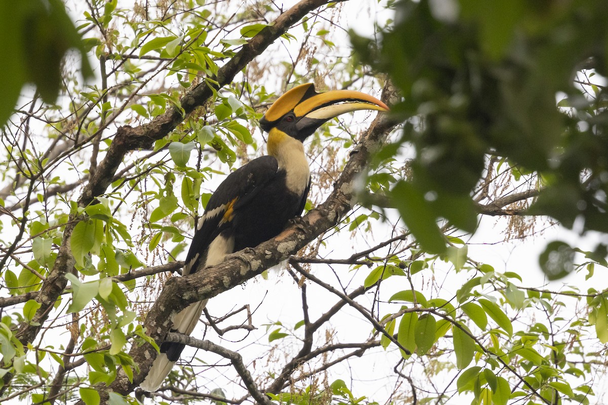 Great Hornbill - Robert Lewis