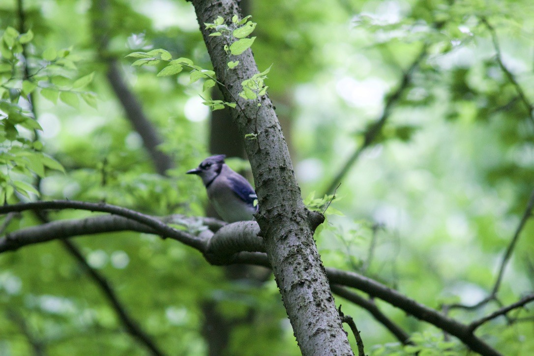 Blue Jay - Sarah R